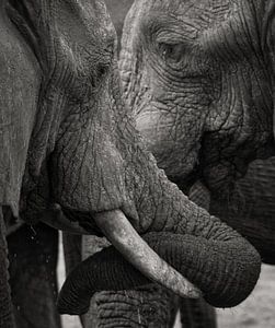 éléphants