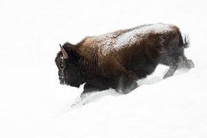 im weißen Nichts...  Amerikanischer Bison *Bison bison*