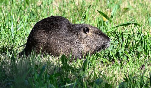 Rat castor dans l'herbe