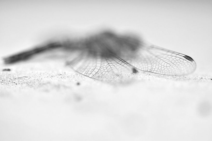 Libelle zwart-wit par Sascha van Dam