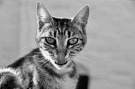 CAT 14 by Miroslav Ptacek