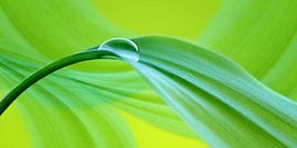 Drop by Violetta Honkisz