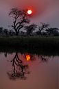 Zonsondergang over de Okavango van Henri Kok thumbnail