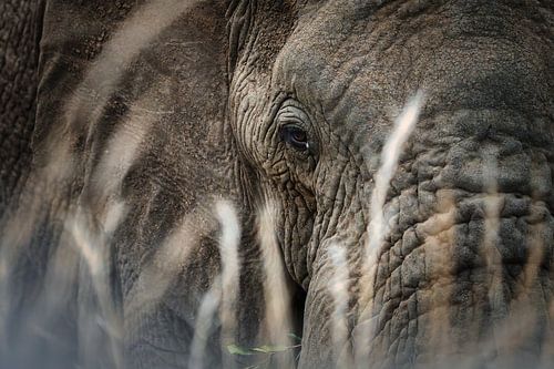 elephant by Ralf Linckens