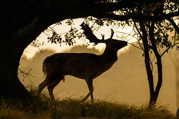 Damhert in tegenlicht van Menno Schaefer