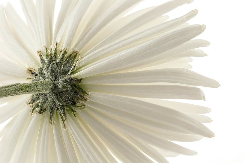 The back. by Tanja van Beuningen