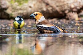Kernbeißer im Wald am Lemelerberg von Merijn Loch