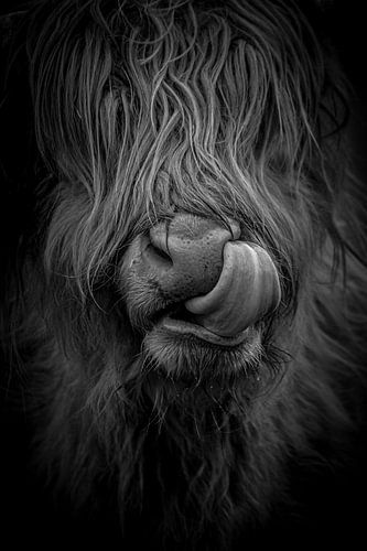 Scottish Highland Portrait