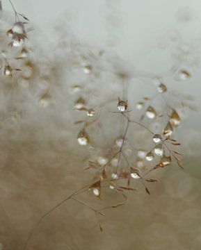 Dauwdruppels in het gras