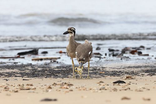 strandloper, Esacus magnirostris, Queensland, Australië
