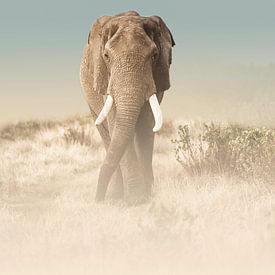Het pad van de olifant van Melanie Delamare