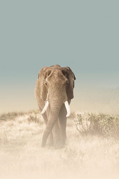 Der Weg des Elefanten von Melanie Delamare