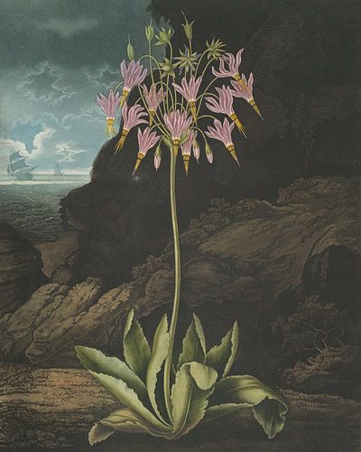 The American Cowslip, Robert John Thornton