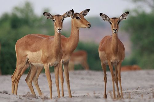 Impalas