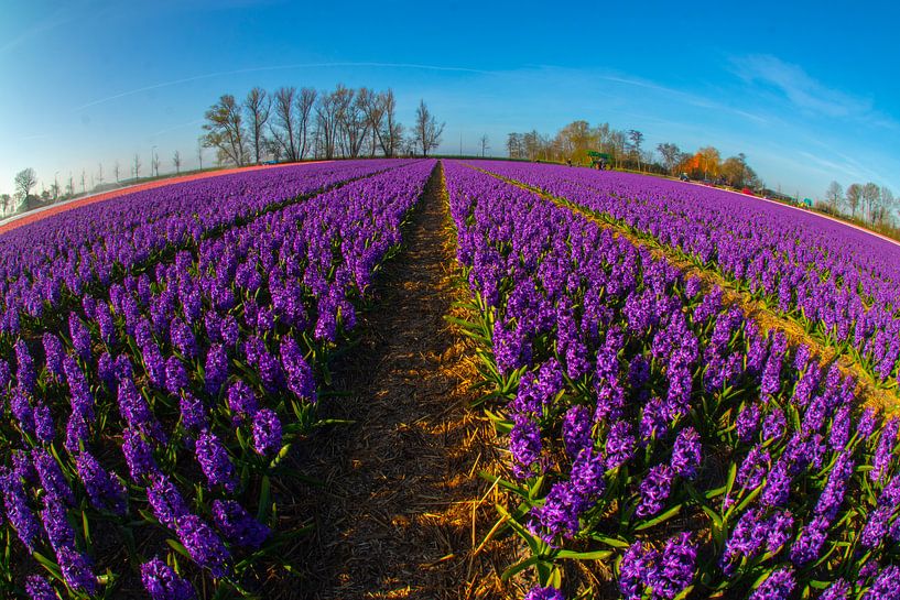 zonnig hyacinten veld van peterheinspictures