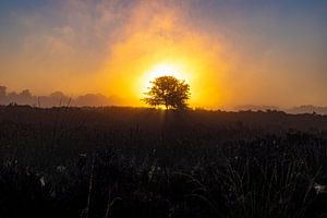 Die Drentse Heide bei Sonnenaufgang