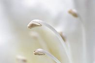 Not alone II, Rhododendron Macrofotografie van Watze D. de Haan thumbnail