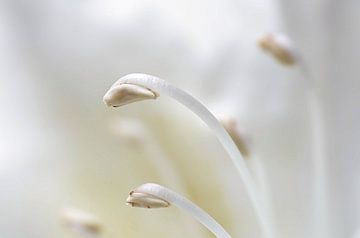 Not alone II, Rhododendron Macrophotography by Watze D. de Haan
