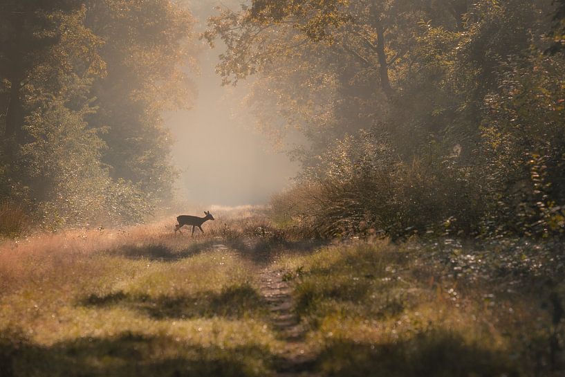 Deer cross over in magical light during sunrise by Silvia Thiel