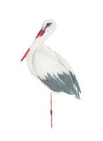 Ooievaar aquarel met geisoleerde witte achtergrond