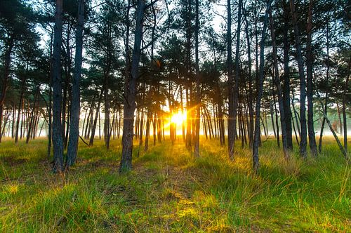 Zonsopgang Drunense Duinen