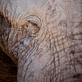 Old elephant by Remco Siero