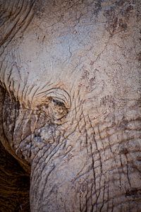Vieux éléphant sur Remco Siero