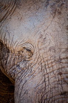 Old elephant by Remco Siero
