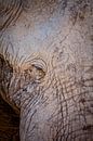 Old elephant by Remco Siero thumbnail
