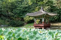 Lotus plants Séoul Corée du Sud