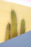 Cactus for pastel yellow wall