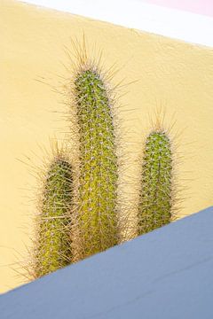 Cactus voor pastel gele muur van Jenine Blanchemanche