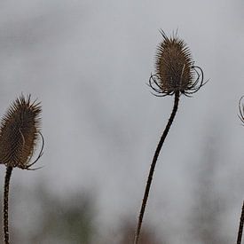 Three prickly heads perky in the air by Tjamme Vis
