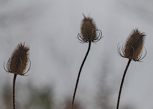 Three prickly heads perky in the air