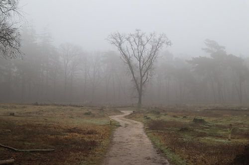 Plantage Willem III in de mist | Elst | tabak en suiker | pad | boom