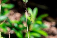 Groene Libelle
