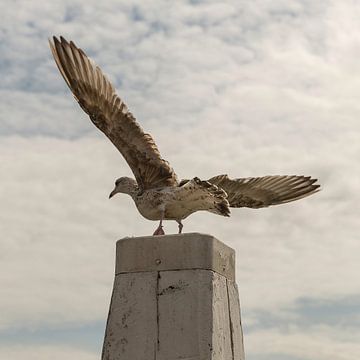 Meeuw op Havenpaal Oudeschild Texel sur Henri Kok