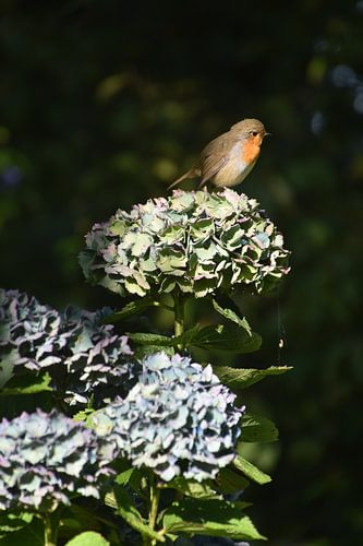 Robin on Hydrangea