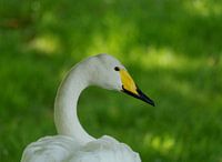 Wilde Zwaan
