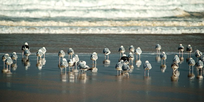 Rear by Stefan Havadi-Nagy