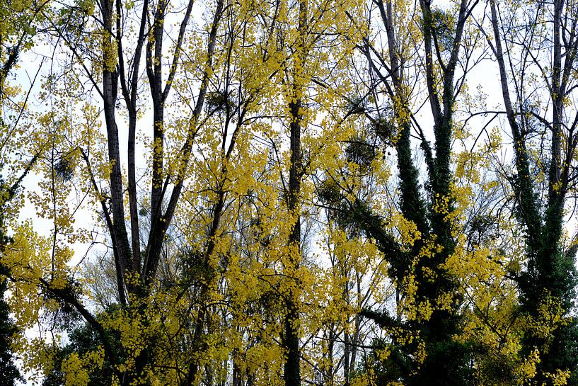 Autumn colours by Nick Wendt