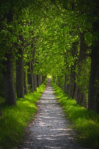Kastanienallee
