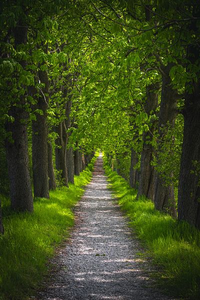 Chestnut Avenue by Steffen Gierok