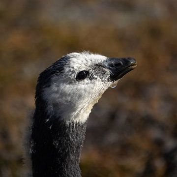 Young barnacle goose in arctic evening light by AylwynPhoto