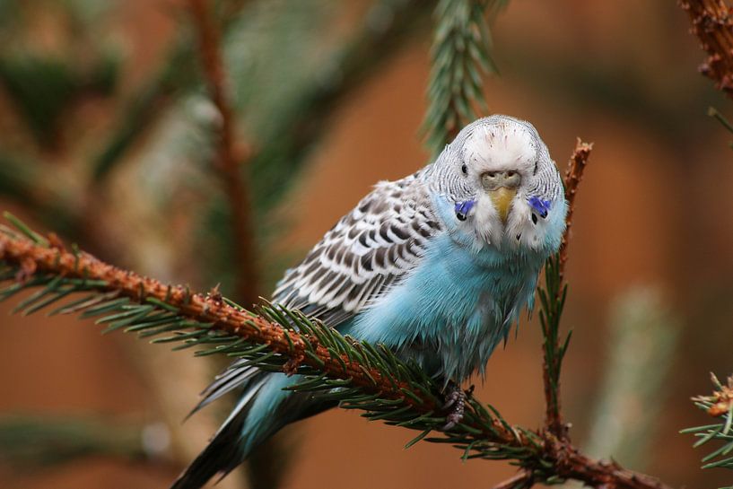 Parkiet by Wilma Meurs