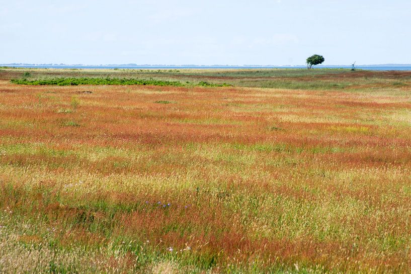 Champ et arbre par René Wolters