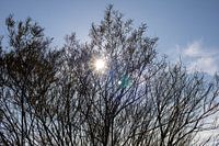 Sonnenstrahlen durch die Zweige