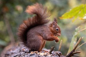 Eichhörnchen frisst, Schwanz nach oben.
