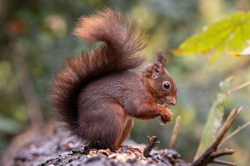 Un écureuil qui mange, la queue en l'air.