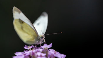 Des ailes blanches dans l'obscurité